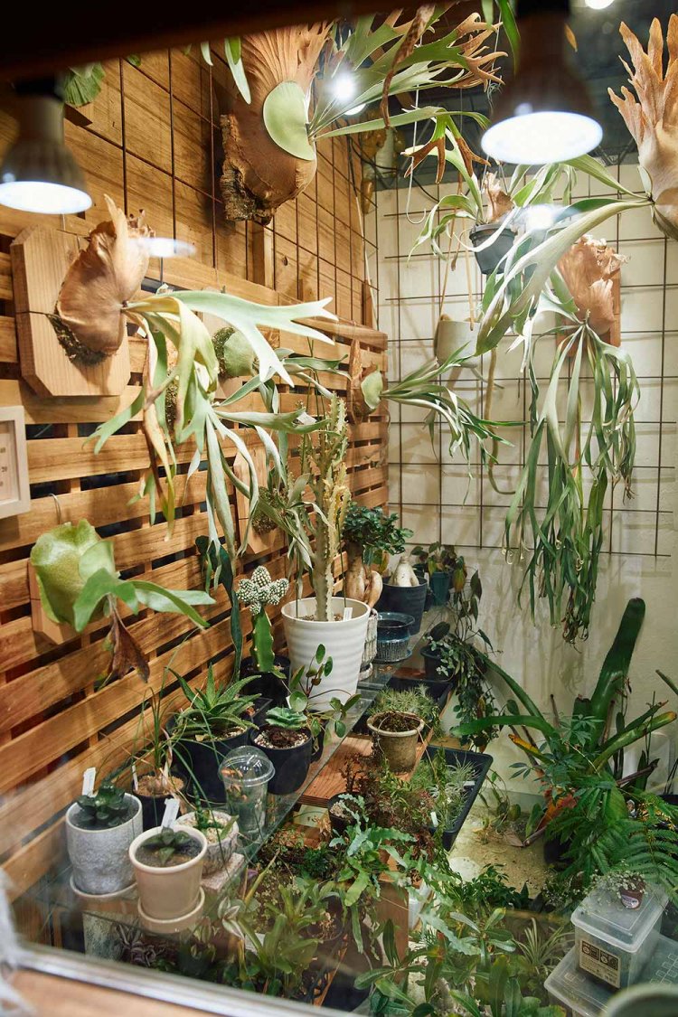 観葉植物もあり。