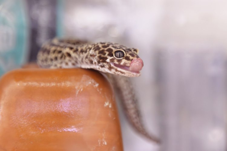【散歩の達人】浅草橋さんぽ