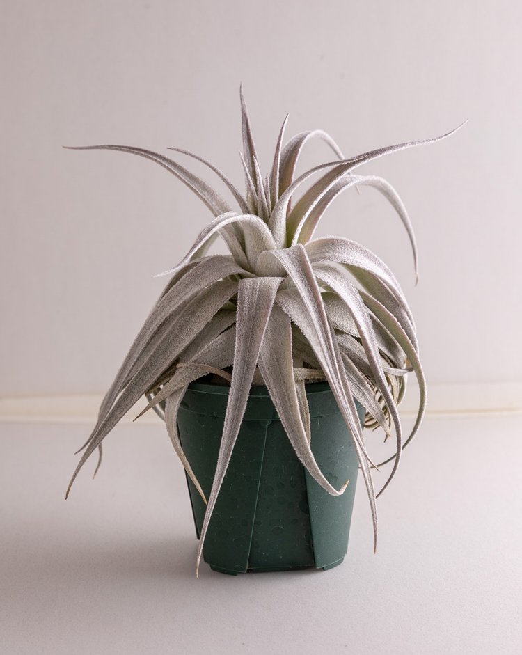 【散歩の達人】浅草橋さんぽ