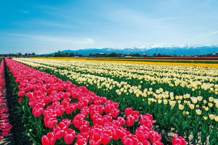 写真提供／（公社）とやま観光推進機構