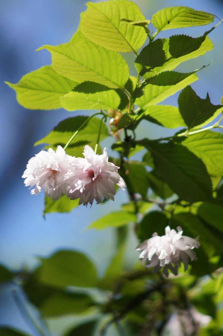 入善乙女キクザクラは杉沢の沢スギ・沢スギ自然館で見られる。