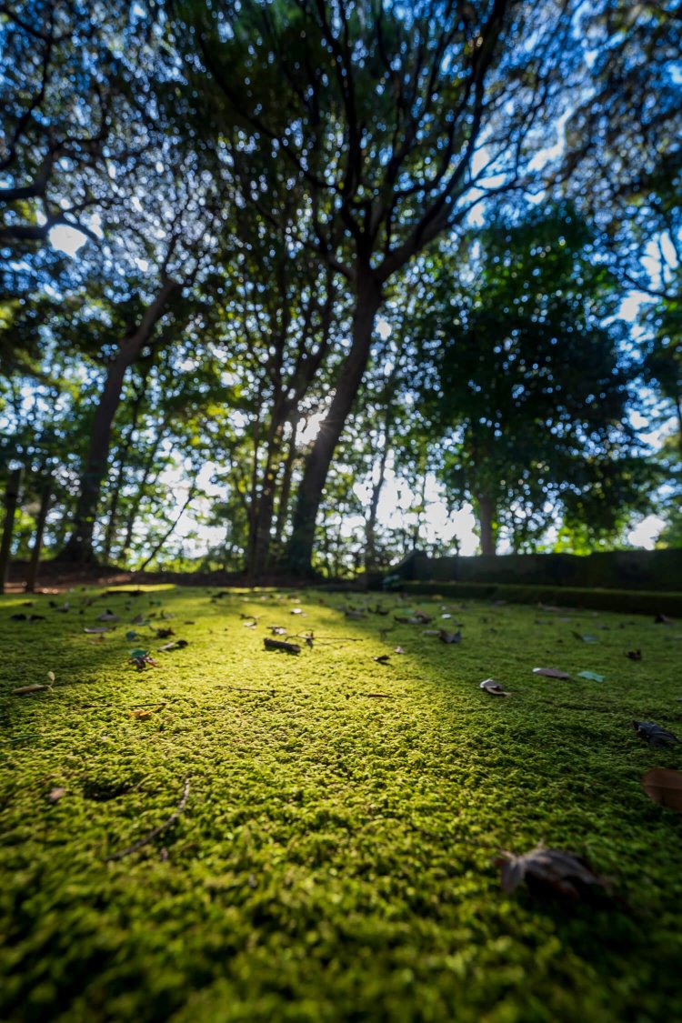 堂の跡地は苔むしていてなんとも雰囲気がある。