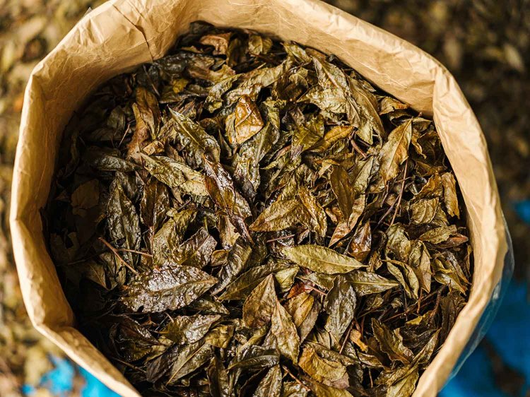 写真提供：お茶の芳香園。