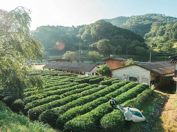 写真提供：お茶の芳香園。