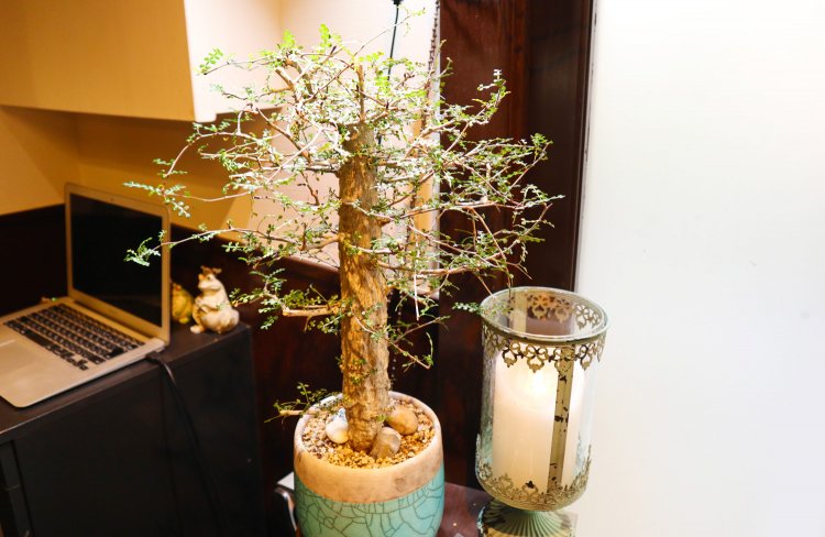 ”デカリー”とは、マダガスカル原産の大型植物。レジ前にはお店のシンボルツリーともいえるデカリーが飾られている。