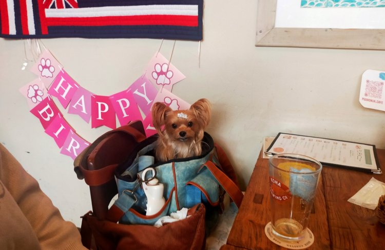 お客さんが連れてきていたワンちゃん。撮らせていただけますか？とお聞きしたところ、快く承諾してくださり、お客さんも良い人ばかりで素敵なお店だ。