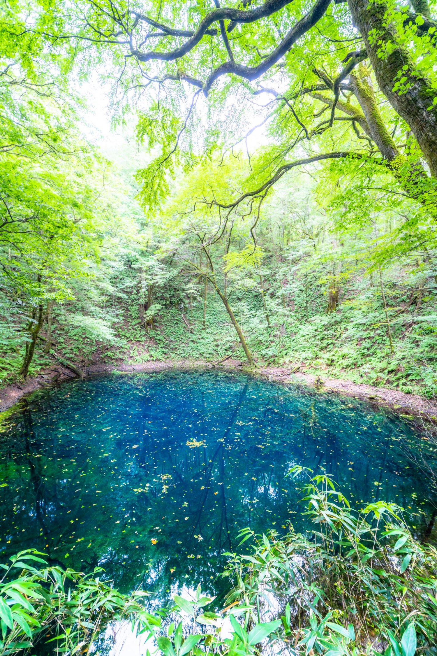 白神山地西部に点在する十二湖のうち、鮮やかなコバルトブルーが神秘的な青池。