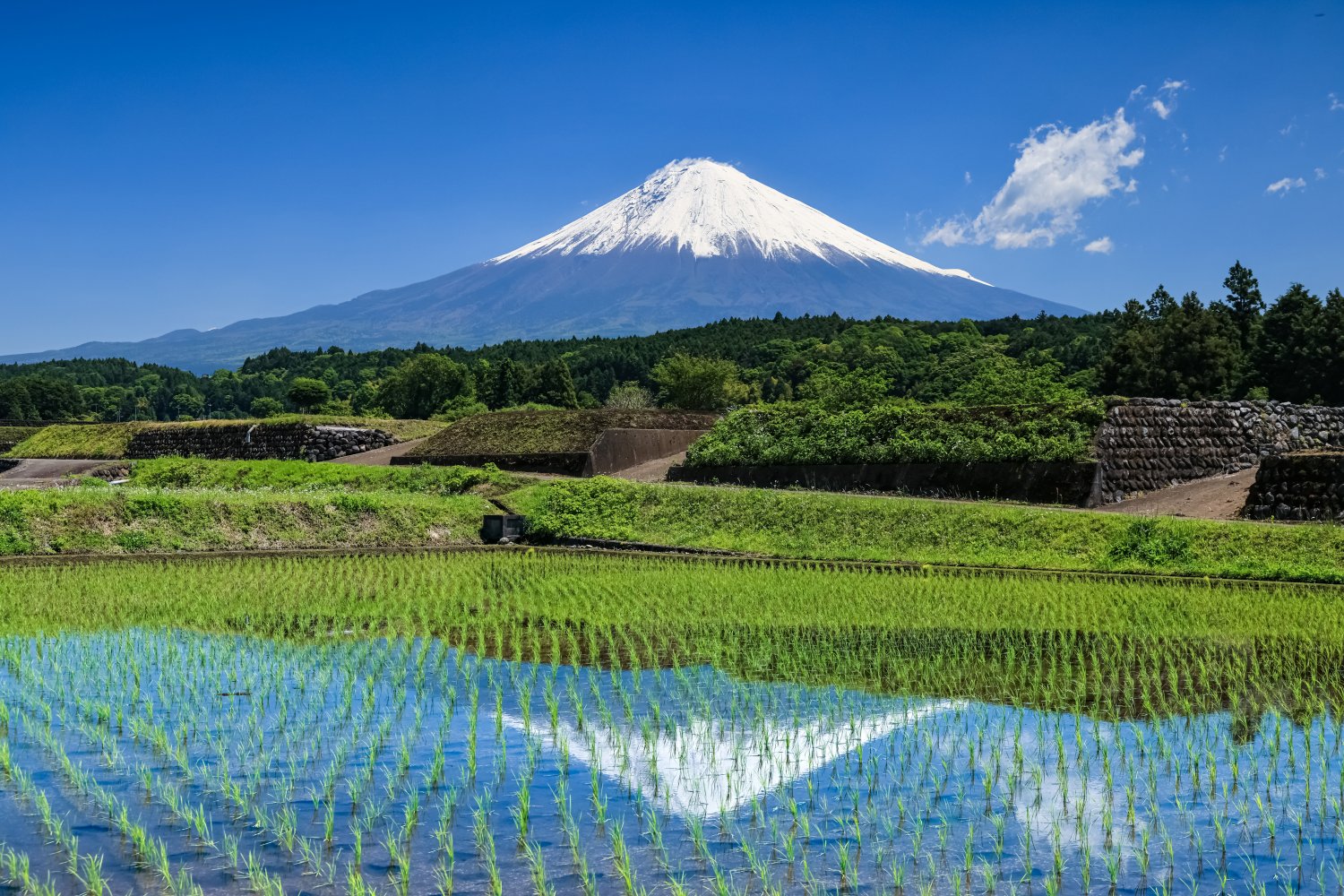 日本一の山には絶好のビュースポットも多数。写真は静岡県富士宮市柚野の水田に反射する姿。（写真／静岡県観光協会）