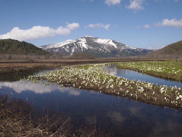ミズバショウのほかにも、ニッコウキスゲやワタスゲなど多種多様な植物が生育する。（写真／観光ぐんま〈https://gunma-.jp〉）
