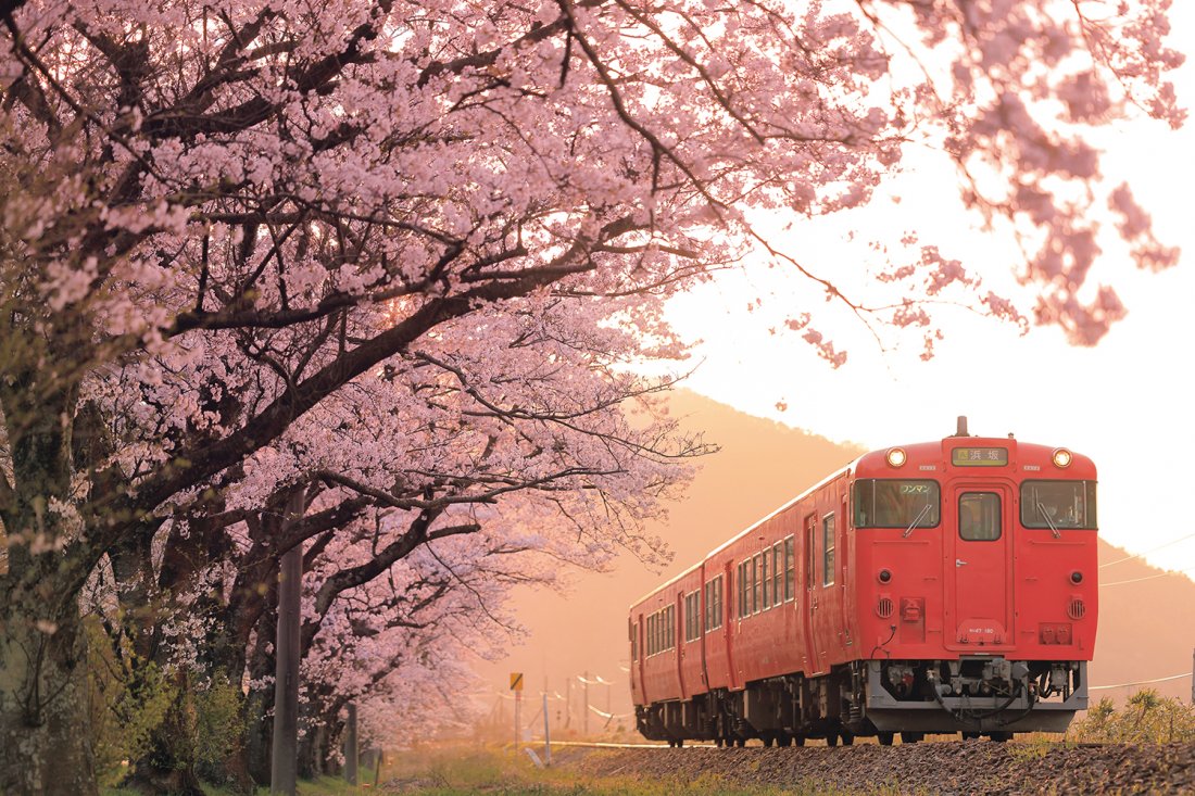 お花見はどこに行く？　鉄道写真家 山﨑友也さんの「とっておきの桜が楽しめる駅」5選