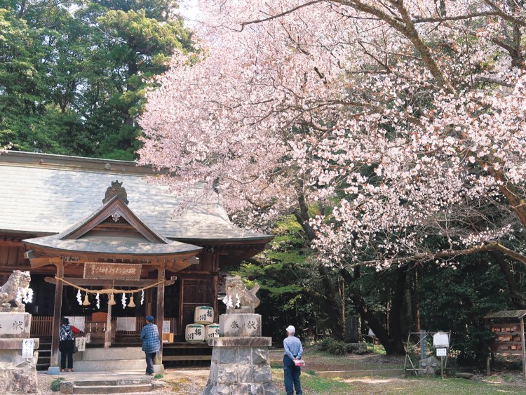桜川市の櫻川磯部稲村神社。参道や周辺にヤマザクラとカスミザクラが咲く。