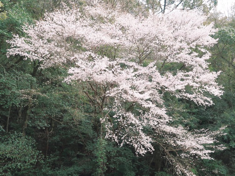 お花見はどこに行く？　桜博士 勝木俊雄さんの「地域のヒストリーが見える桜」5選