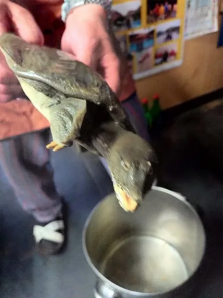 大暴れするスッポン！