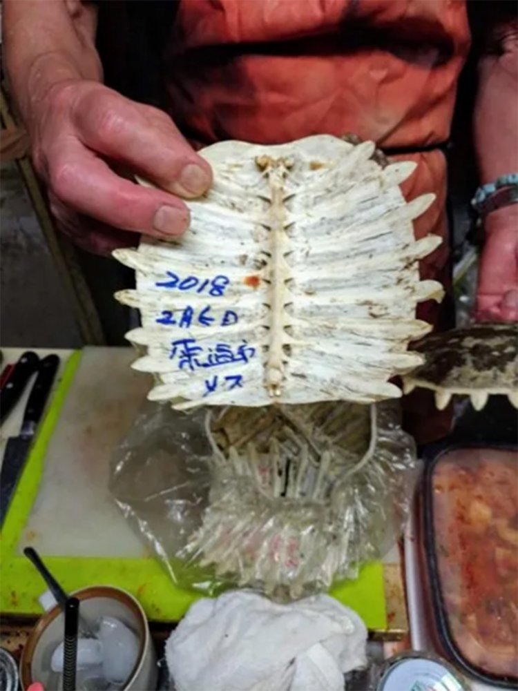 スッポンの甲羅の骨には“シメた”日が記されている。