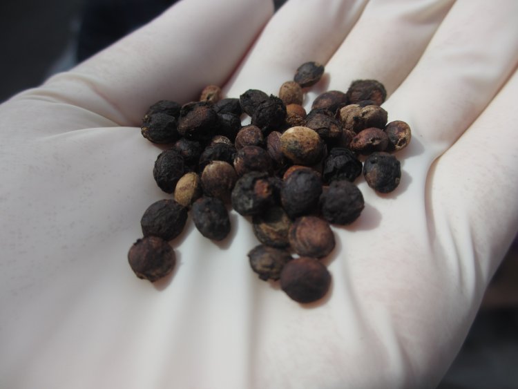 自然に落ちた実を拾って放置しておくと、種の周りの果肉が傷んでなくなり、自然と「種」になる。