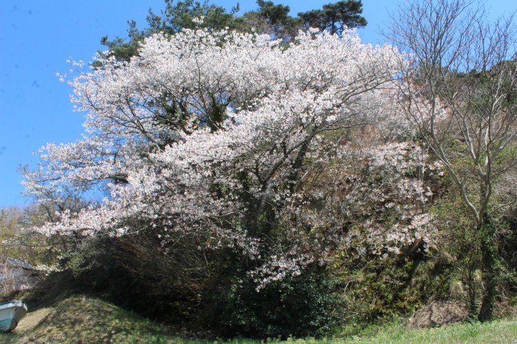 奥松島縄文村歴史資料館の近くに生えた、枝ぶりがよく健康そうなヤマザクラを母樹に決めた。