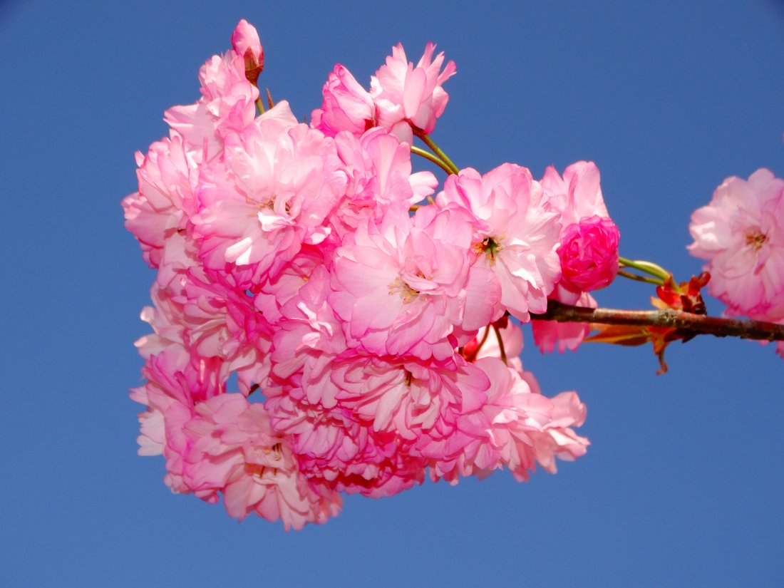 桜の精にとりつかれた桜守　55年の愛が生み出した新種の桜●龍江の誉（長野県飯田市）