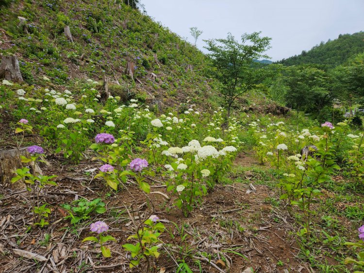いまはまだ小さなアジサイの株だが、広大な斜面に色づく姿は見ごたえあり。