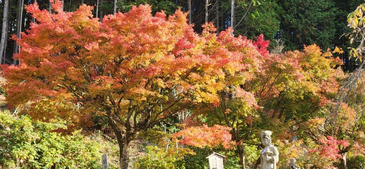 モミジの散歩道が整備されており、ぐるりと山の斜面を一周できる。