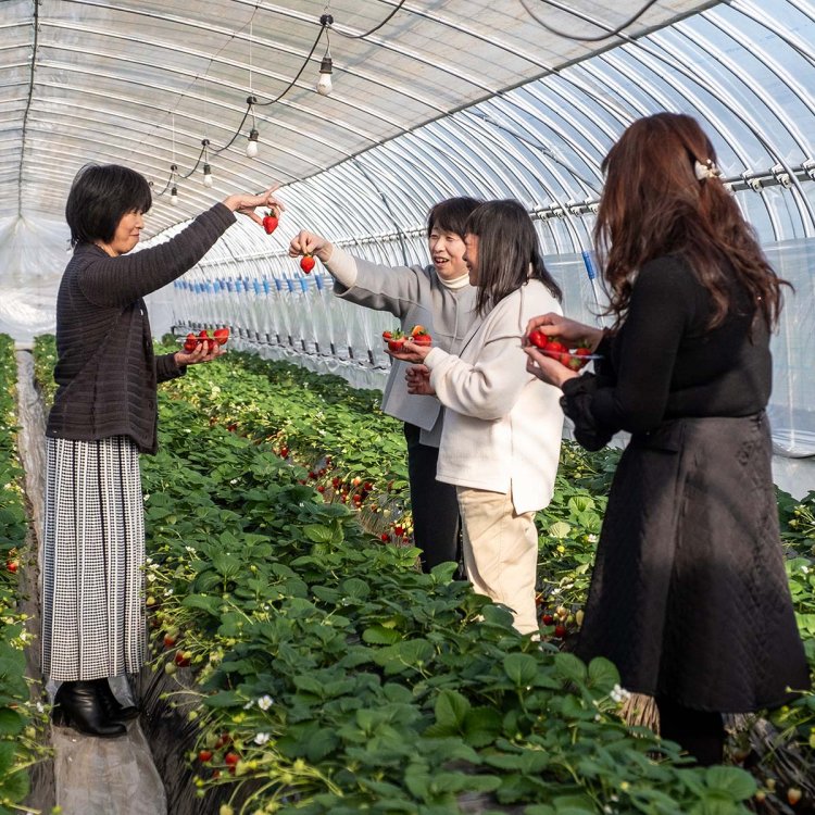 土耕栽培により味に深みとコクが増したいちごが食べ放題だ。