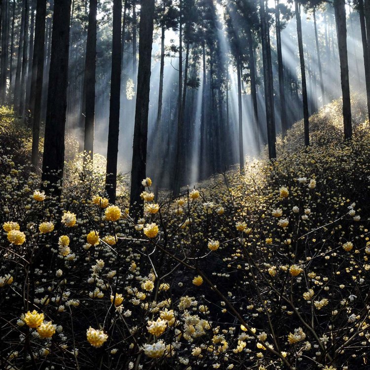 幻想的な光景だ。（写真提供＝茂木町商工観光課）
