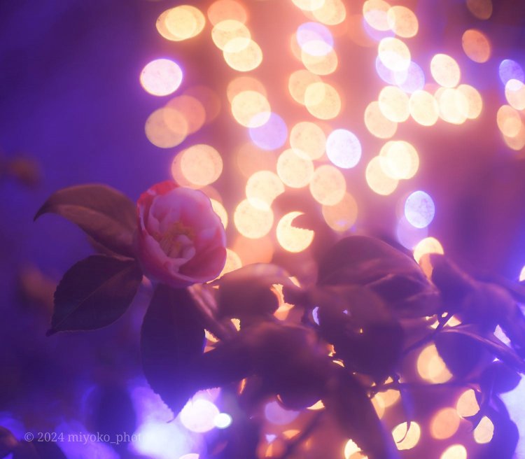 【camell】Takumar 50mm F1.4