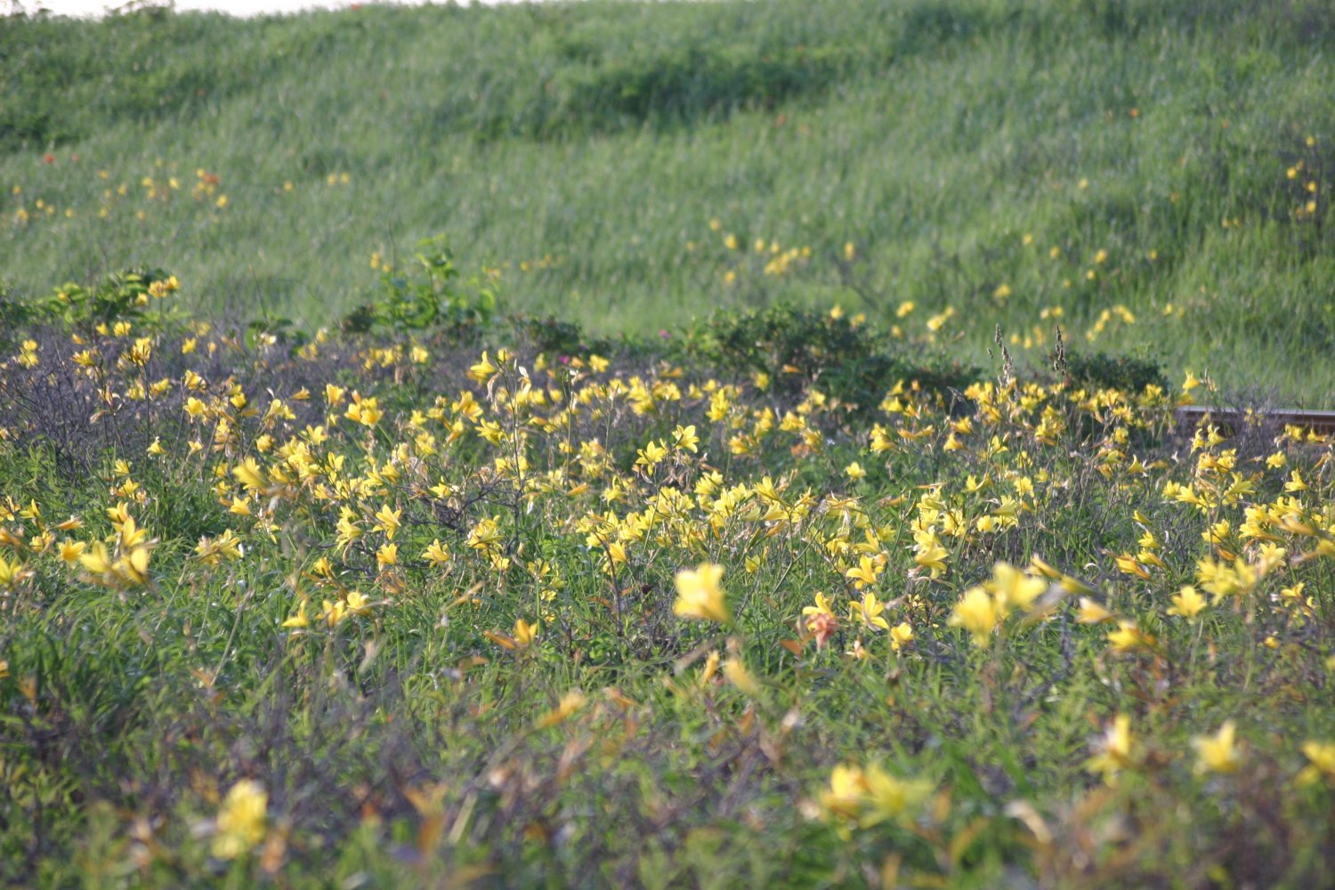 ピークとなる7月中旬には40種以上の花が咲き乱れる。