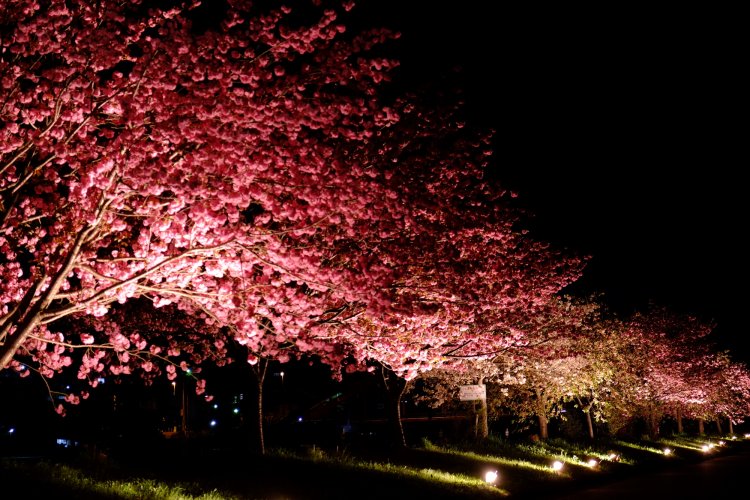 10品種の八重桜が2㎞にわたって植えられている天龍峡 八重桜街道。見頃（例年なら4月中旬）の時期にはライトアップも行う予定だ。　
