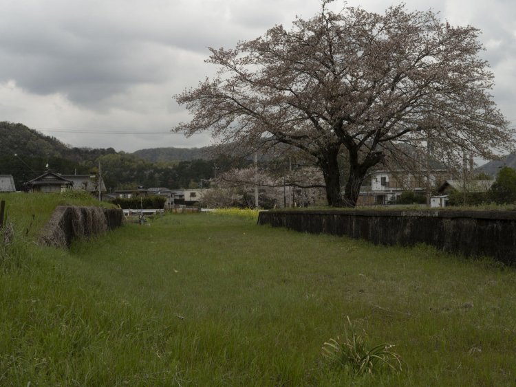 左手のホームは開業後しばらくして使用されなくなったと思われる。廃止時までは右側のホーム1面1線を使用していた。ホーム脇の桜がシンボリックな存在だった。2021年4月3日撮影。