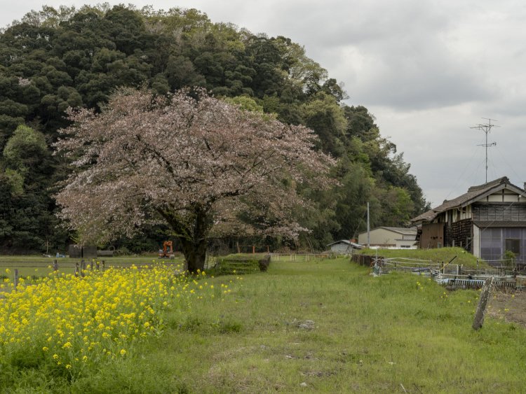 桜は散り際にも美しさがあると思う。菜の花の黄色が春色の彩りを与え、線路のあった場所は若々しい緑の絨毯に覆われていた。おや、右端の棒は…。2021年4月3日撮影。