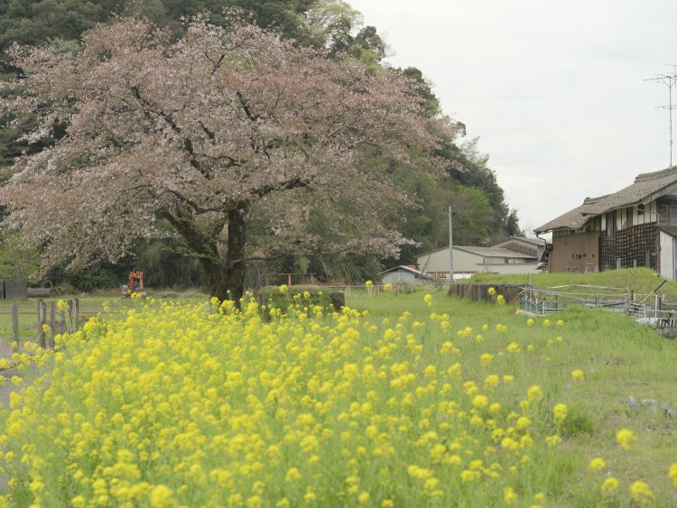 菜の花越しにホームを見る。ここにスカーレット色の赤い電車がやってきたら、それだけで眼福だ。