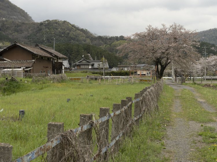昼間に再訪すると、しっかりと敷地境界の柵が残っていて、背後にホームが２面と立派な桜が望めた。2021年4月3日撮影。