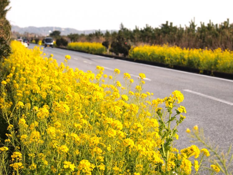 菜の花が咲く春らんまんの風景。お散歩しながら、ゆっくり楽しみたい。