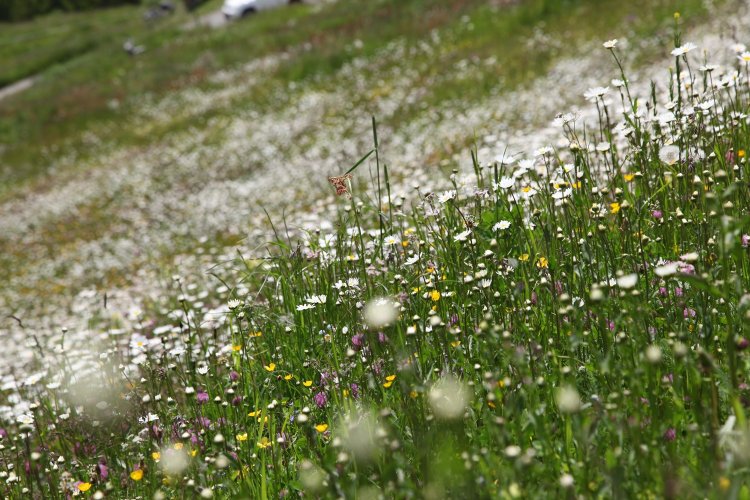 高山植物の共演に時間が経つのを忘れてしまう。