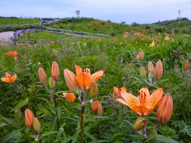 ピークとなる7月中旬には40種以上の花が咲き乱れる。