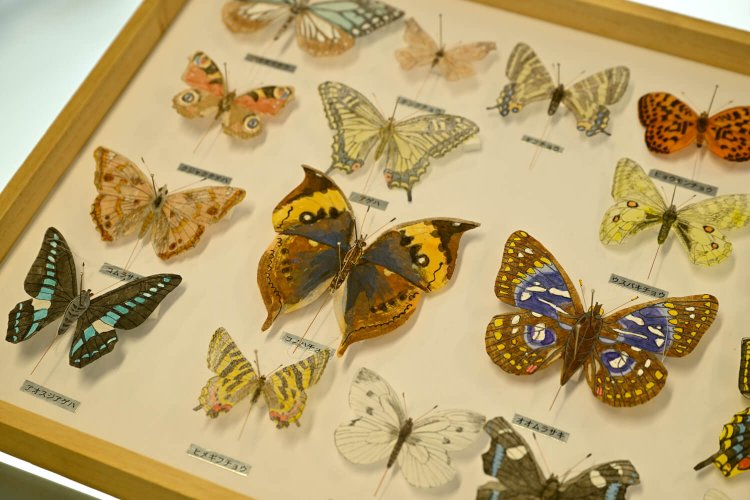 標本のように収まるリアルな蝶のミニ凧。紙と煤竹で作られ、ちゃんと飛ぶそう。