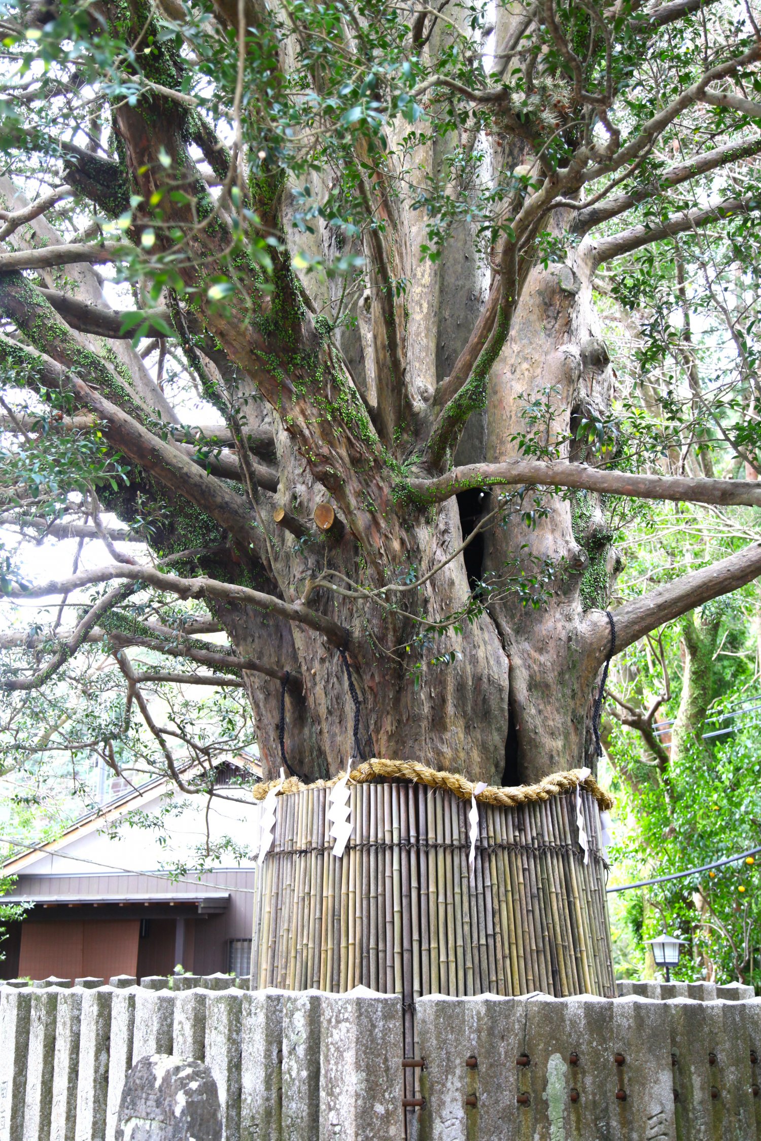 大きなナギの木は速玉大社の御神木。