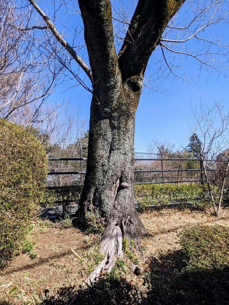 過去に車が突っ込んだという木。