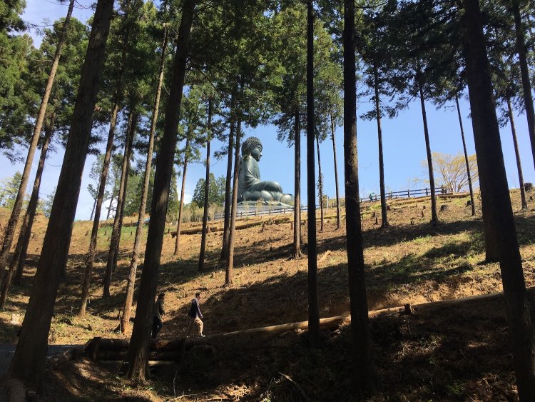 木々の間から大仏を見るのも一興。