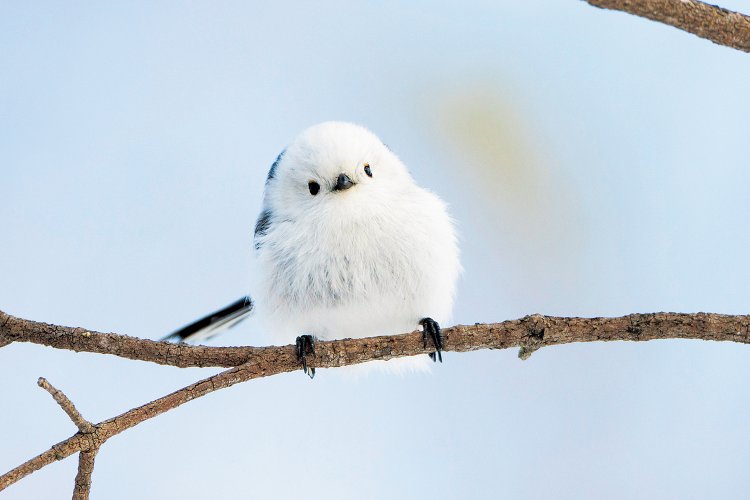 北海道にしか生息していないシマエナガ。見た者の心を虜にする「雪の妖精」。かわいすぎる！ （写真＝PIXTA）