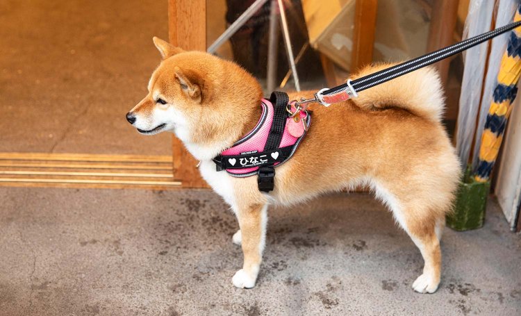 運が良ければ常連のひなこに会えるかも！