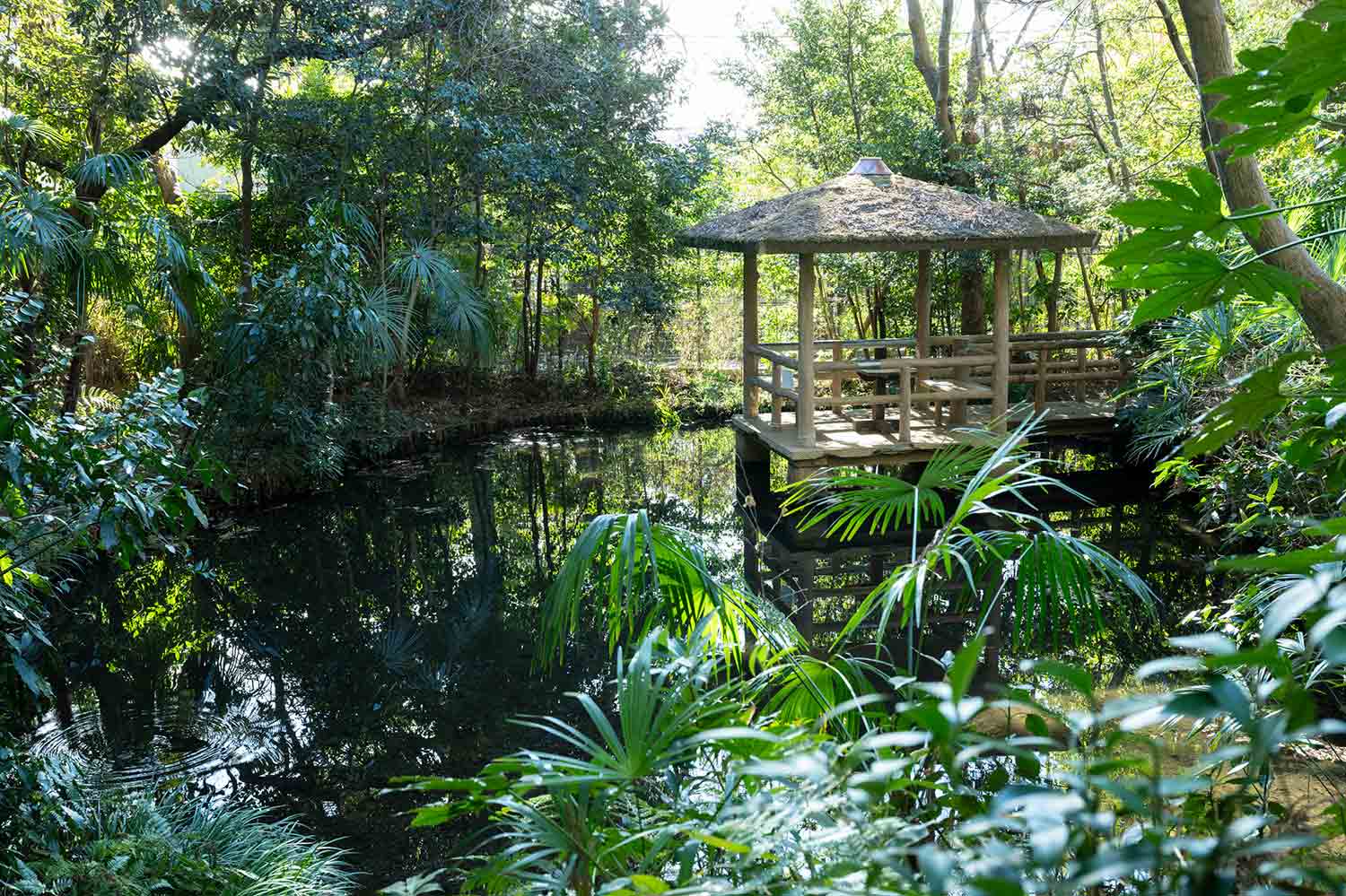 実篤公園にある湧き水の池はまるで別世界のよう。