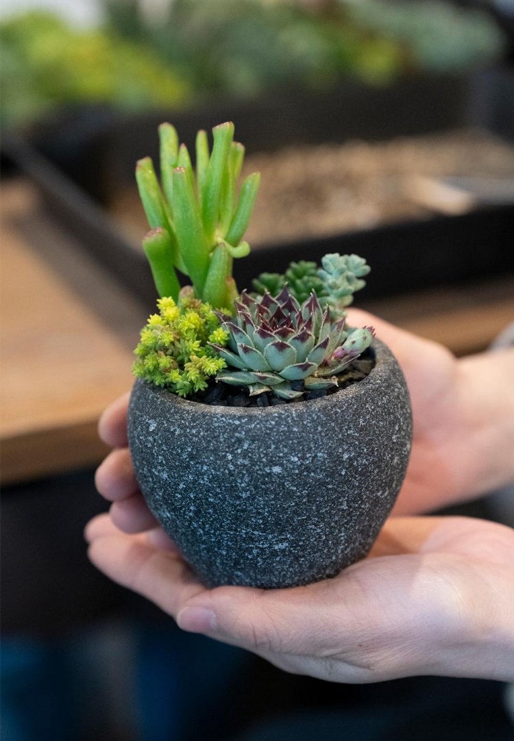 世界で1つだけの寄せ植えが完成。