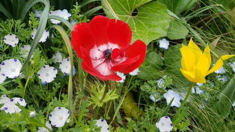 鮮やかなアネモネ。春風にゆらゆらと揺れて咲く。