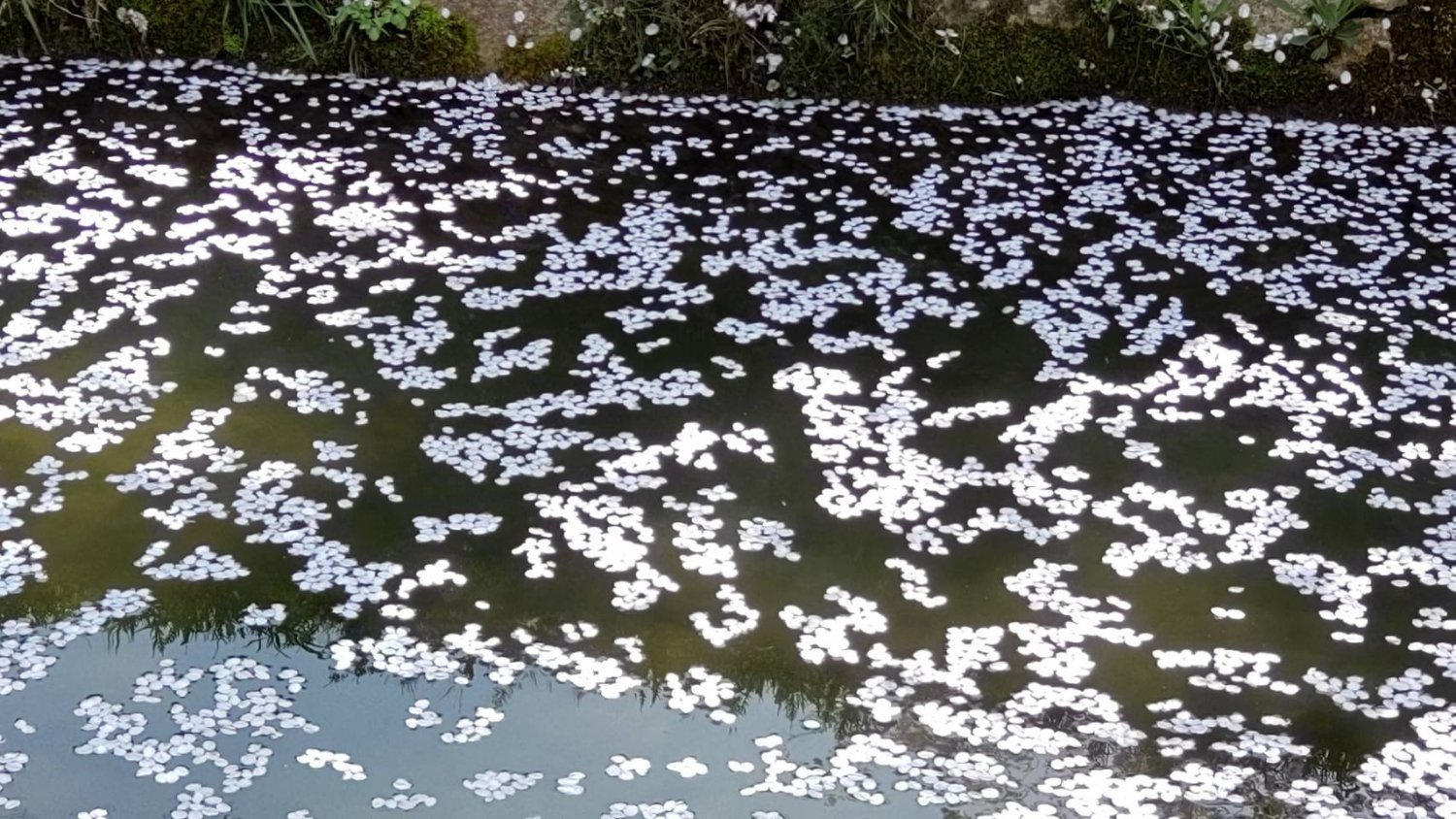 川面に浮かぶ「花筏」。光が差し込みキラキラと透ける花びらはとても美しい。