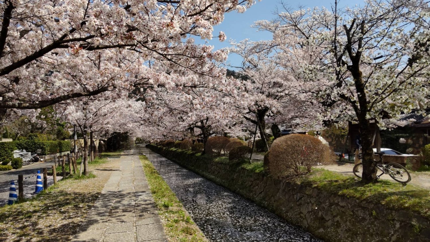 桜の花びらがひらひらと舞い散る季節。風を感じながら眺めたい。