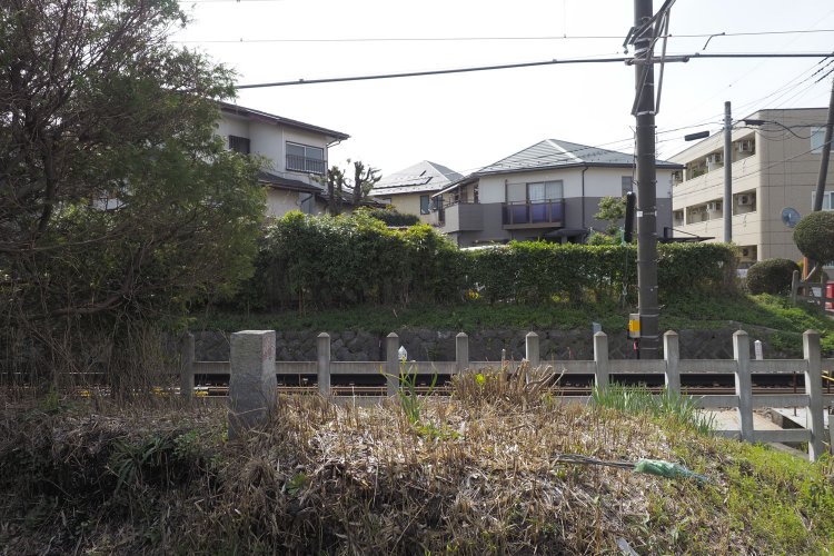 「見て」と言わんばかりにニョキっと地面から生えている。