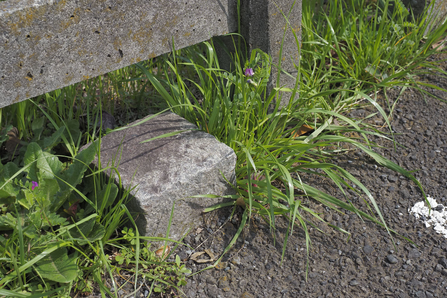 その他の標石はこのように地面へ埋もれかけていた。