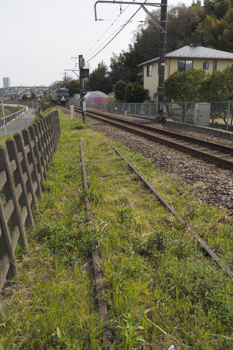 振り返ると分岐する線路が草に埋もれてもしっかりと残っていた。ポイント部分は撤去されて久しい。