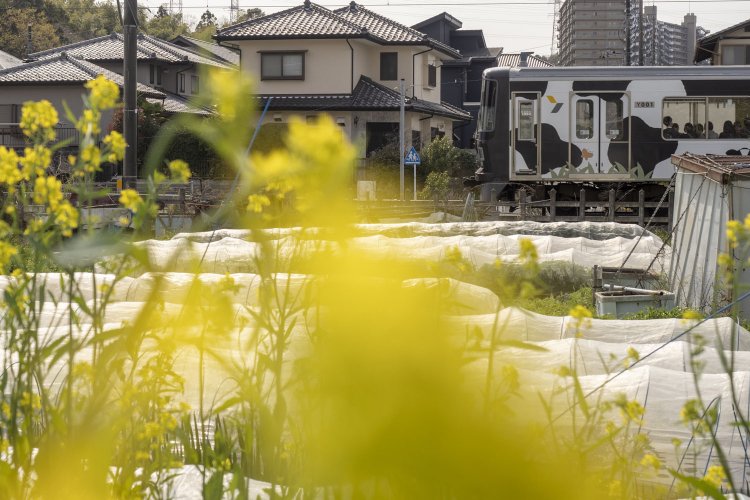 支線が分岐する付近を走るこどもの国線「うしでんしゃ」。沿線には春が訪れていた。2024年4月2日撮影（以後、特記以外は全て同日撮影）